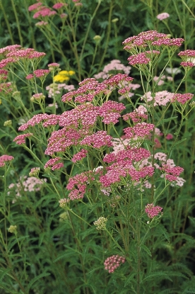 Picture of Achillea Millefolium Cerise Queen